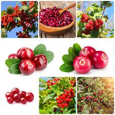 250 Semillas de Arándano - Árboles Frutales